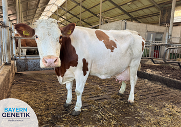 Mooie mijlpaal voor Emma 393!