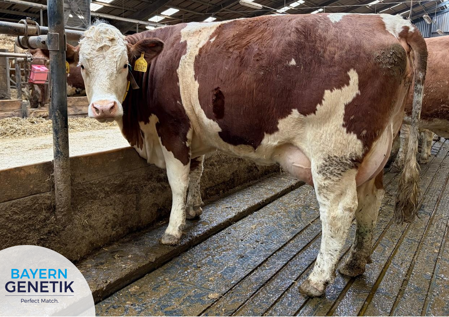 Veyron top-3 meest verkocht