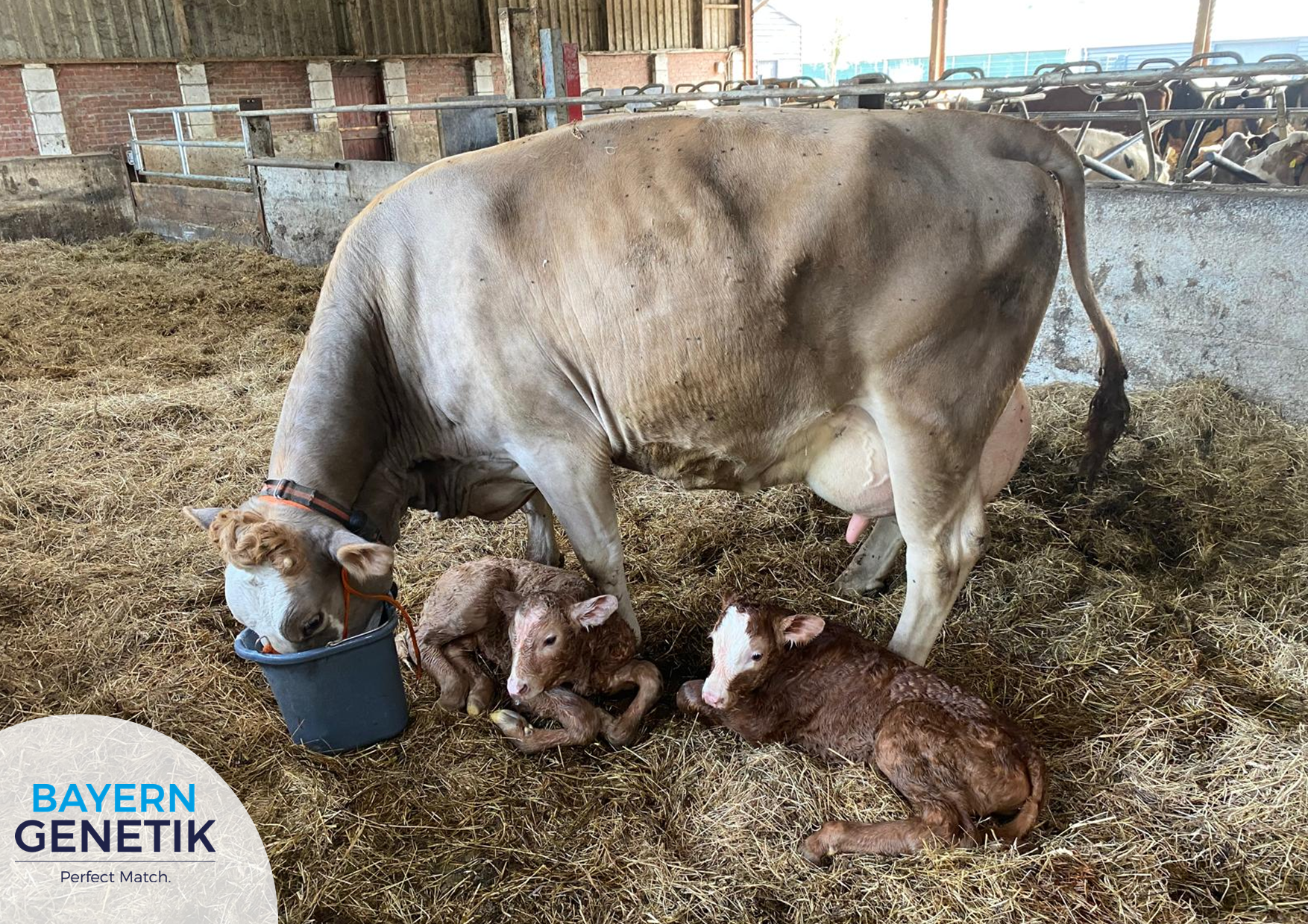 Mooi spul dat Fleckvieh