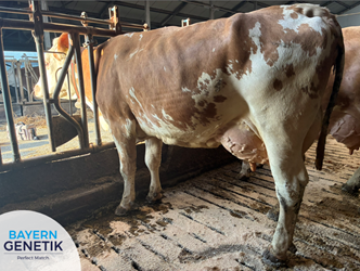 BFG Magnum bewijst zich in de praktijk