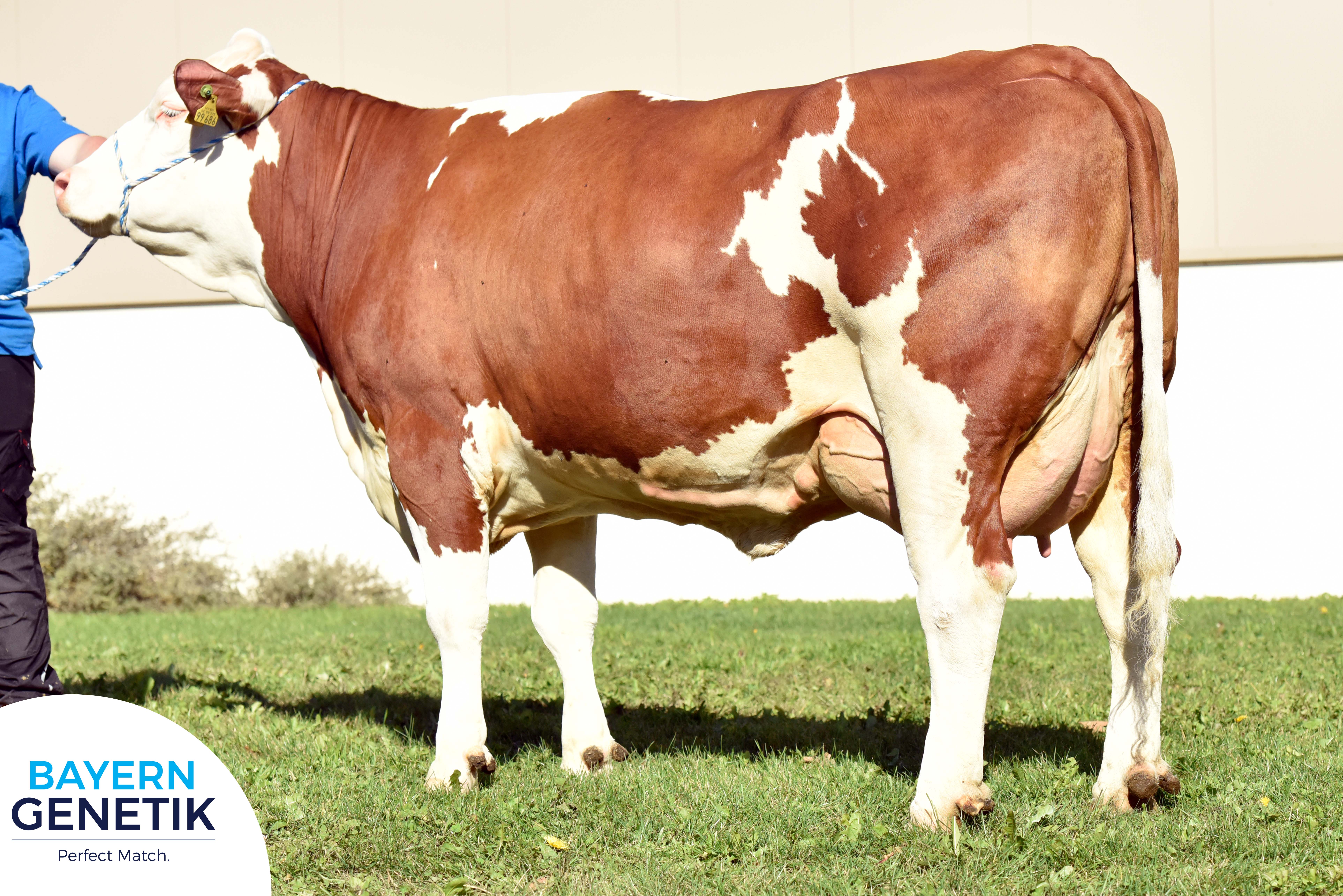 Onze nieuwe stierenkaart en Fleckvieh Wereld zijn bijna klaar...