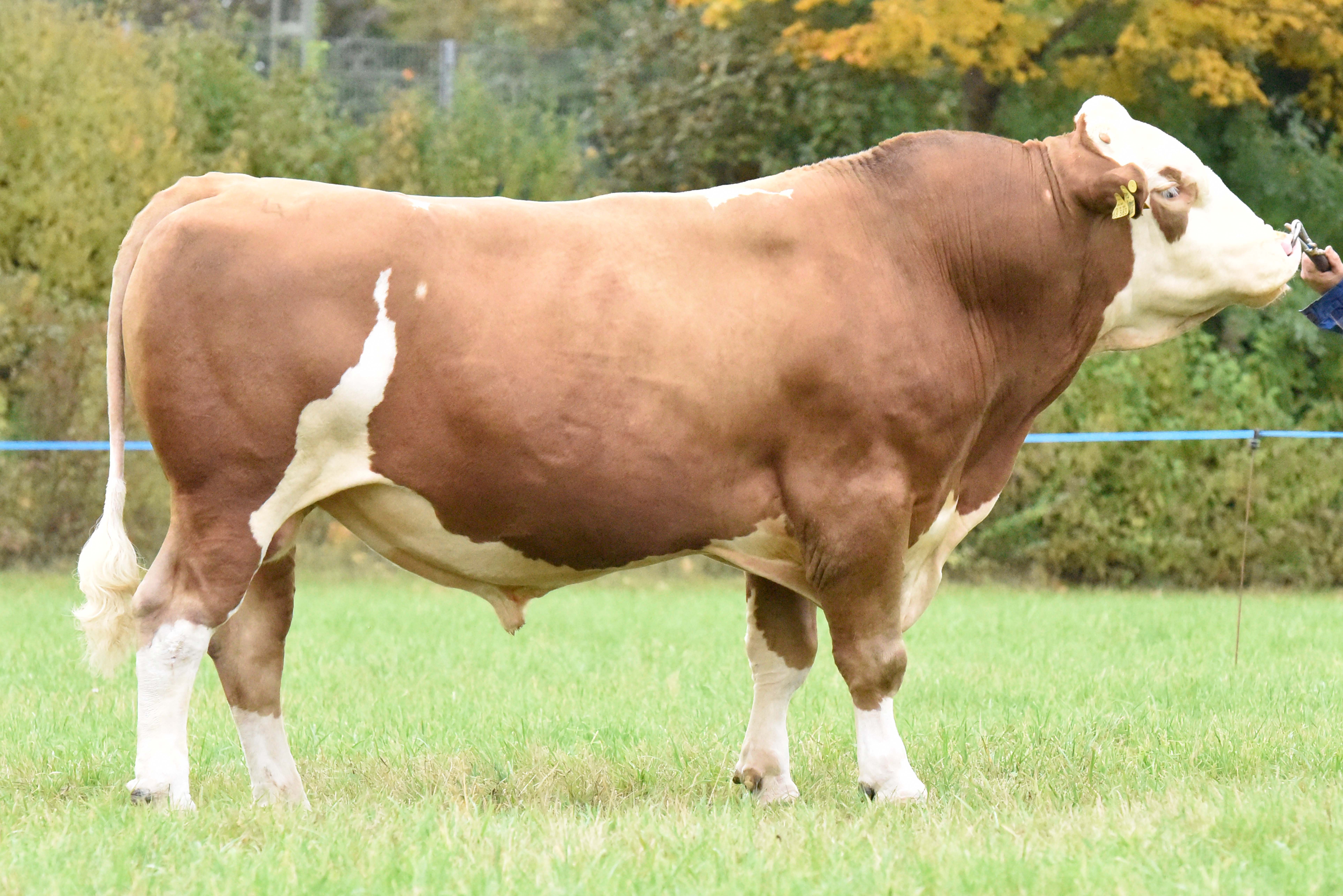 Indexdraai april 2026: Hier zijn de stieren 2.....