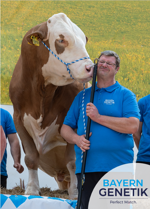 BFG Wintergold PS - Pinkenstier uit een moeder met uitzonderlijke melkproductie