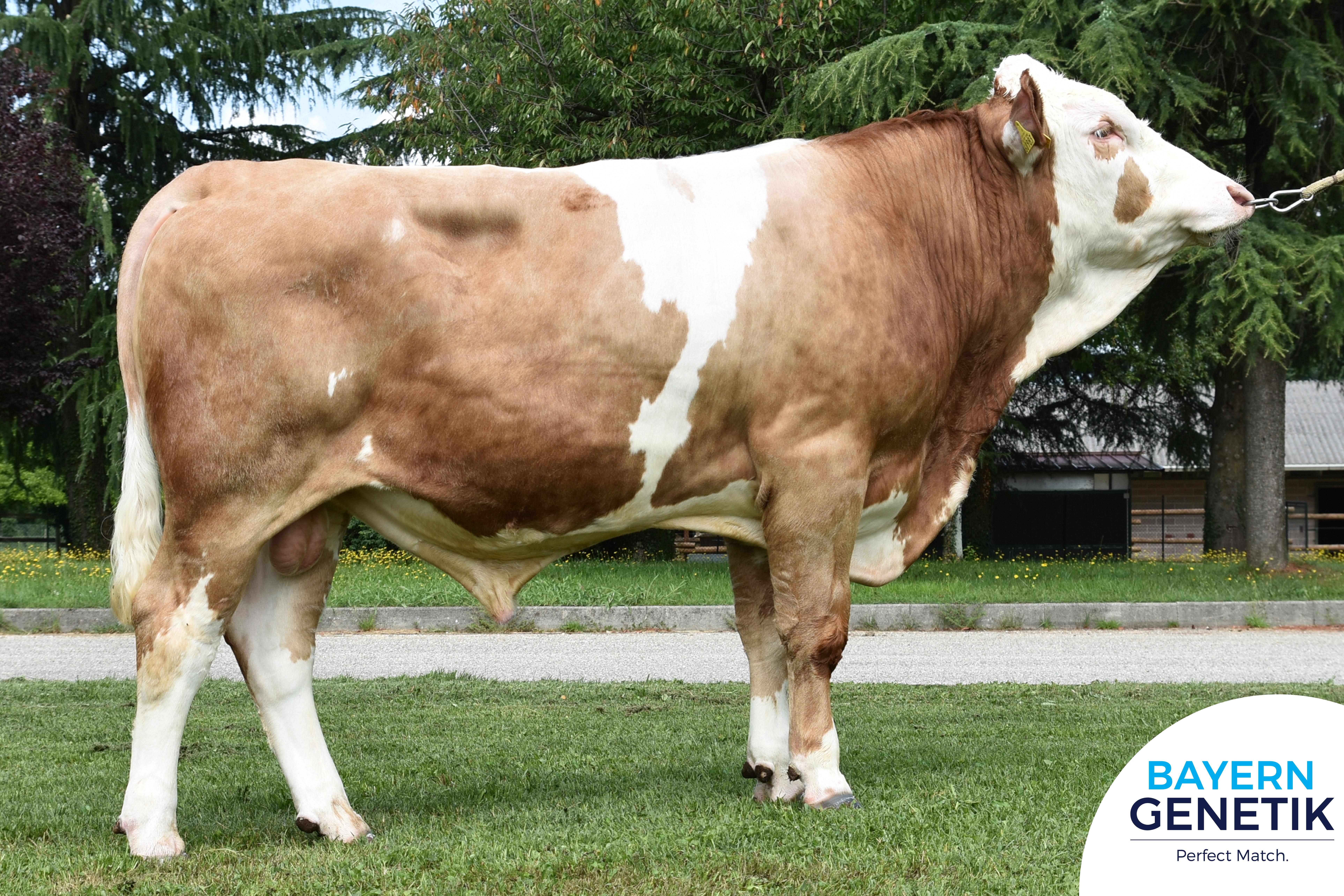 Fokkerij wordt bij Fleckvieh breed gedragen