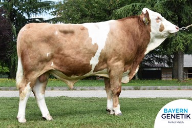 Fokkerij wordt bij Fleckvieh breed gedragen