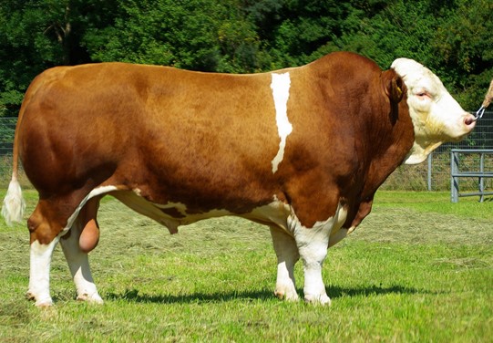 BFG Steinadler Pp BFG Steinadler Pp