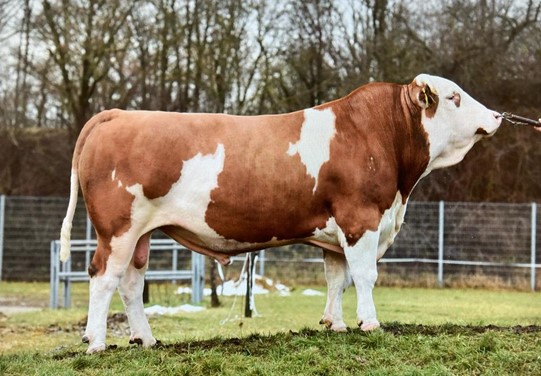 BFG Majestix PS BFG Majestix PS