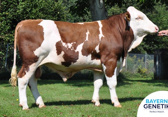 BFG Wilfried BFG Wilfried