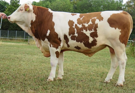 BFG Viehscheid PS BFG Viehscheid PS