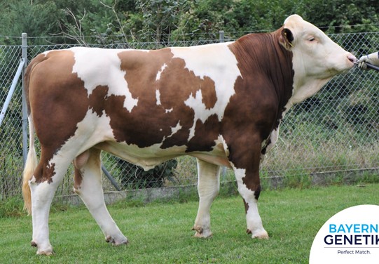 BFG Varmland PP BFG Varmland PP