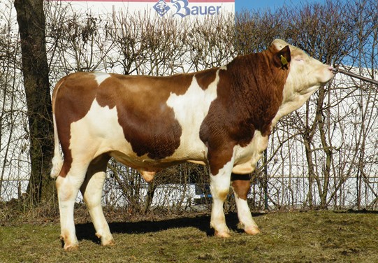 BFG Mercigut Pp BFG Mercigut Pp