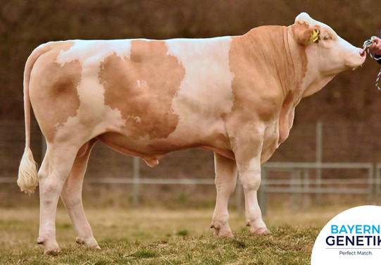 BFG Holland BFG Holland