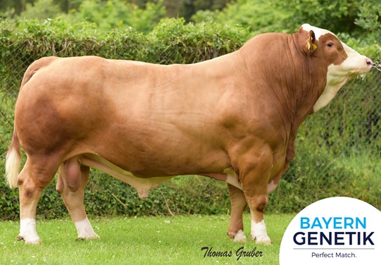 BFG Boorola BFG Boorola