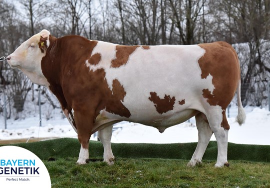 BFG Waalkes Pp BFG Waalkes Pp