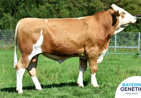 BFG Wintergold PS BFG Wintergold PS