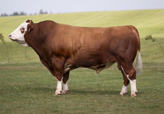 BFG Sigetty BFG Sigetty