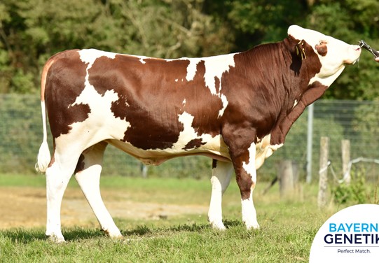 BFG  Vechner PP BFG  Vechner PP