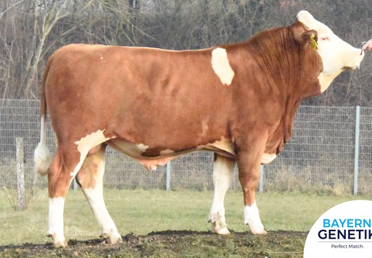 BFG Holzapfel BFG Holzapfel