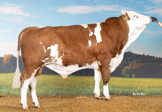 Hachiko PS  Hachiko PS