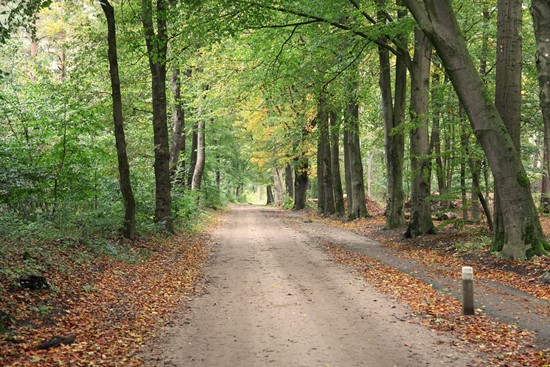 Kruisbergsebossen