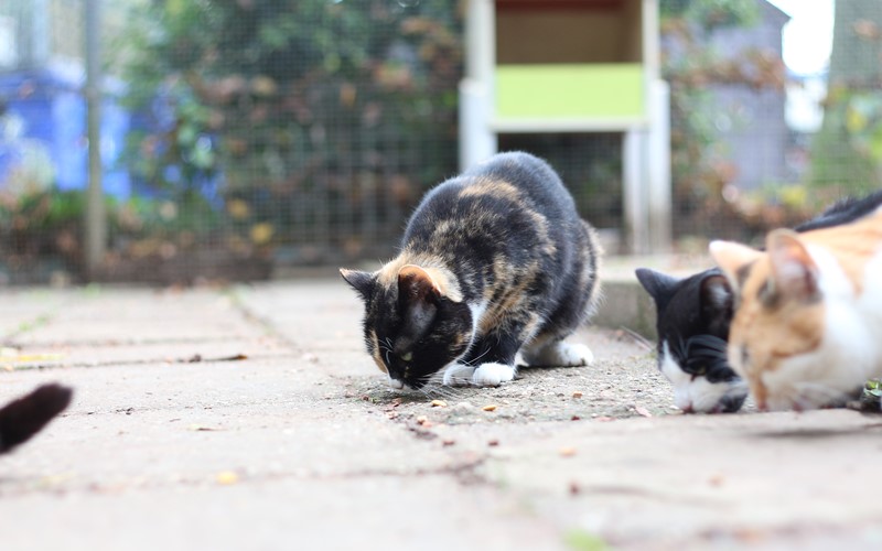 Mam | Dierencentrum Achterhoek