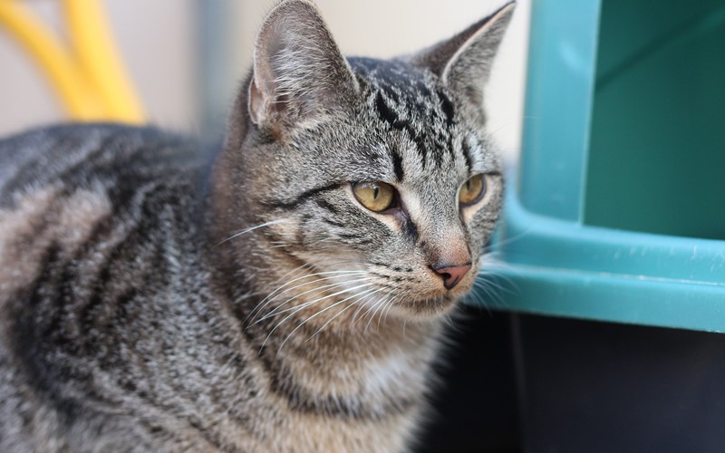 Peard | Dierencentrum Achterhoek