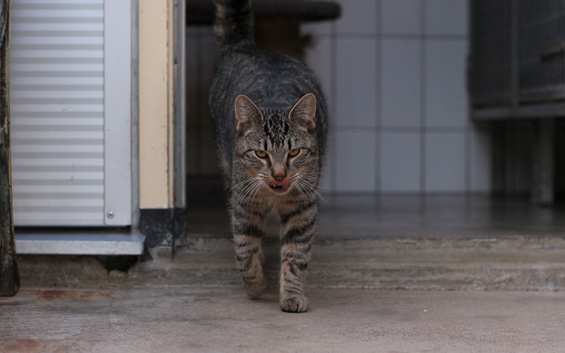Peard | Dierencentrum Achterhoek