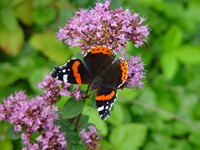 Webinar: Aan de slag met... biodiversiteit afbeelding nieuwsbericht