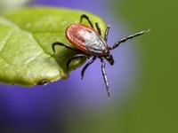 Arboweetjes: Ziekte van Lyme toegelicht afbeelding nieuwsbericht