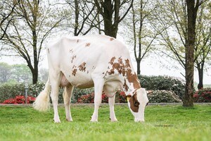 www.kiservicesalland.nl
