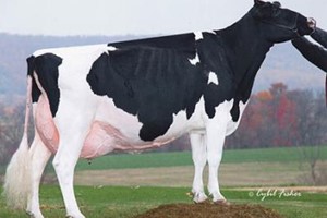 Stammoeder Coldsprings Dur Chan 109-ET EX-95