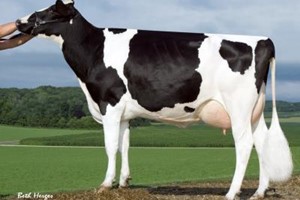   Sandy-Valley Bolton Sheila-ET EX-92