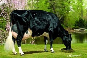 KED DUSTER JULIENNA ET (stammoeder)