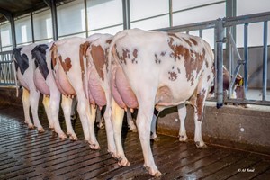 Groep Rammstein dochters @molenkamp holsteins