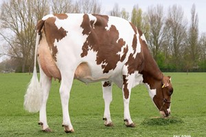 Borax dochter