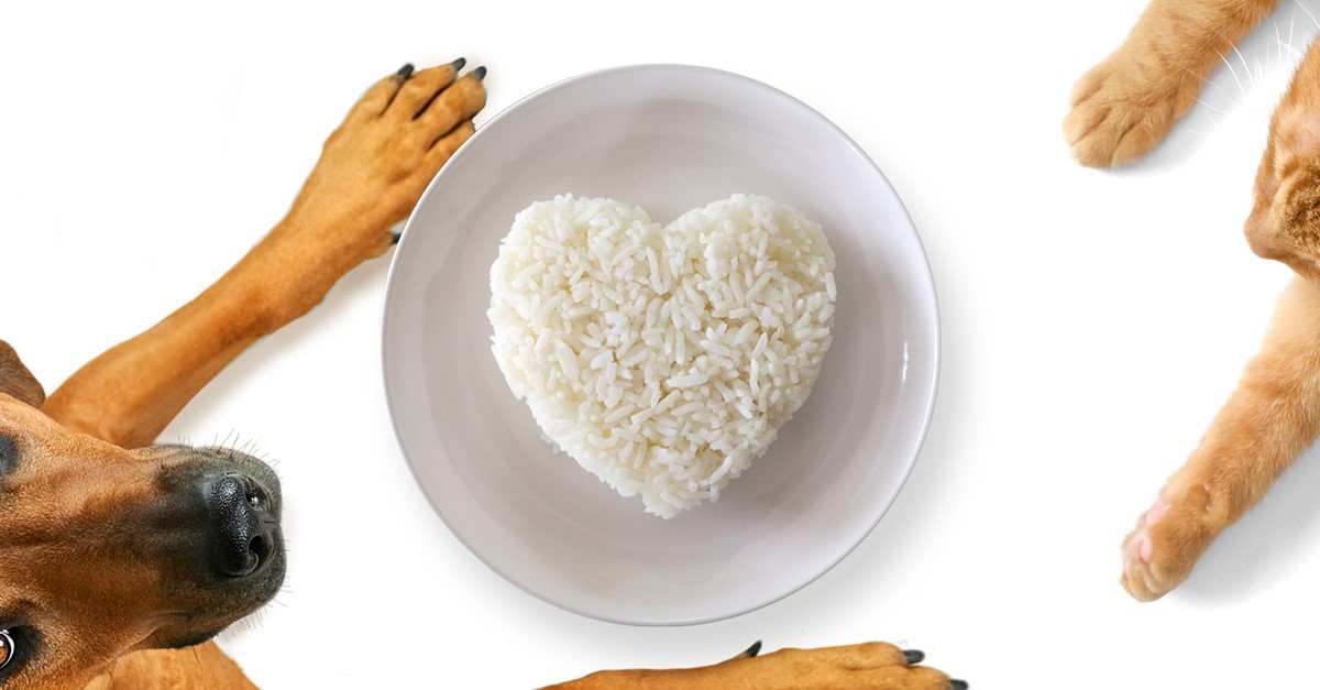 Circular Rice