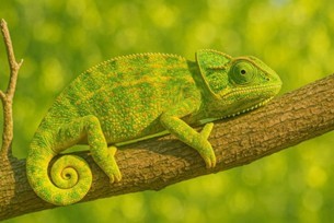 Kun je een kameleon vertrouwen?