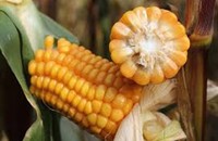Steeds vaker kalium-tekort in maïs