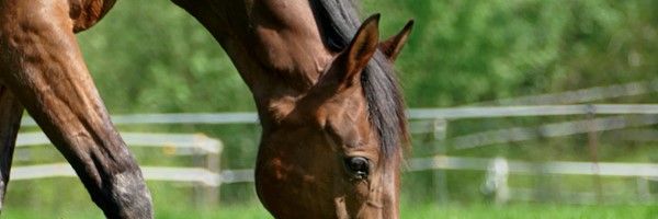 Seferto-horse